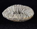 Placosmilia vidali (MALLADA 1892) - Bild © FossNet FossilienStore